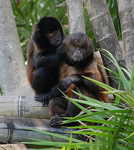 Crested capuchin